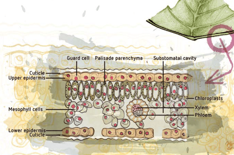 Cross section through a leaf showinf sections such as the guard cell,  cuticle, xylrm and chloroplasts